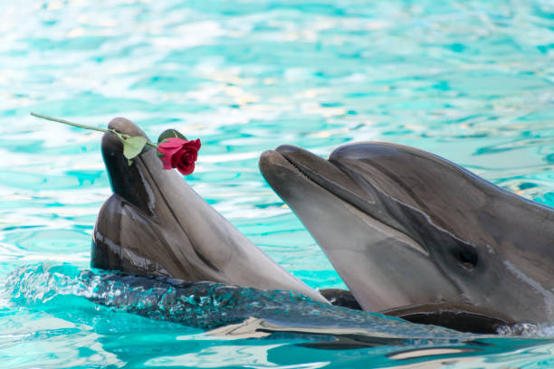 istock Two dolphins swim in the pool with rose in lips 1157093909