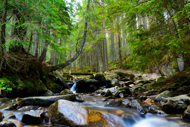 istock Water running down a river with stones. Carpathians, Ukraine 1157093931
