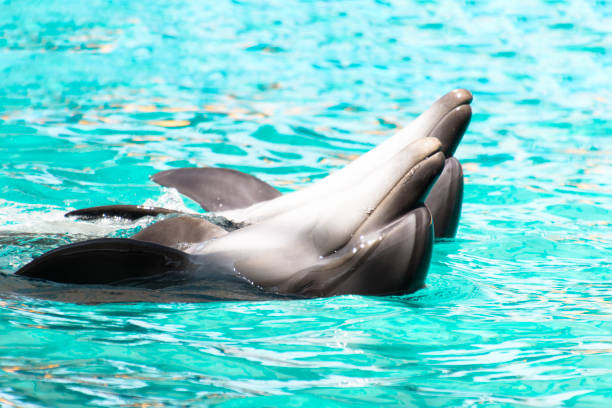istock Two dolpfins dsnce in the pool. Lovly dance 1157093933