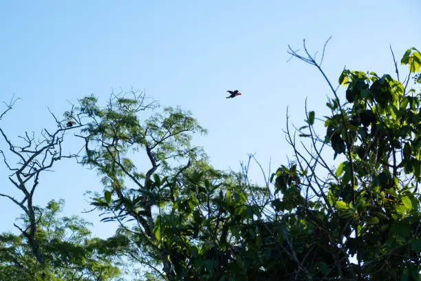 A flying Toucan bird seen through the trees in Iguazu Falls National Park, Misiones, Argentina. Toucans are native birds to the rain-forests of the Central and South America.