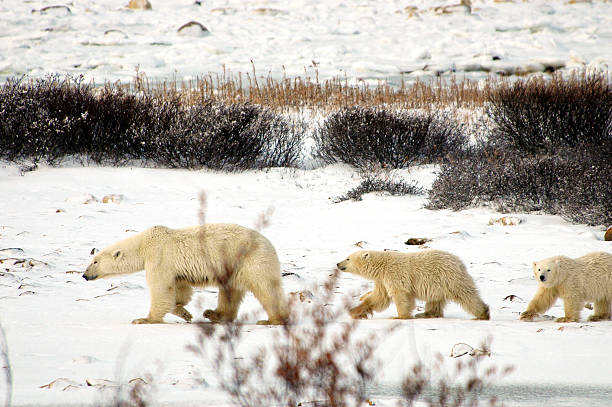 istock Polar Bear Family 115709515