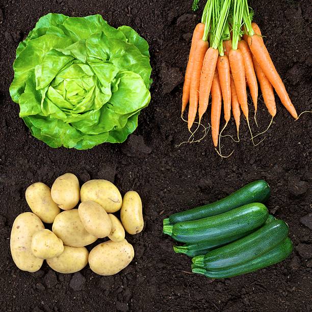 vertical shoot of season vegetables stock photo