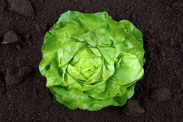 lettuce stock photo