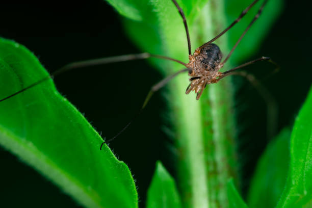 istock Harvestmen standing on a plant (male) 1157095288