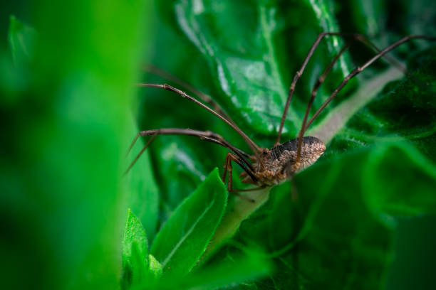 istock Harvestmen side view on a plant 1157095527