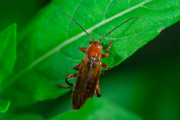 istock Scarlet lily beetle, Darkling beetle walking on top of a leaf 1157095559