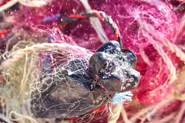 un grovigliò pasticcio di reti da pesca corda di plastica e altri detriti lavati su una spiaggia costiera. - commercial fishing net netting fishing striped foto e immagini stock