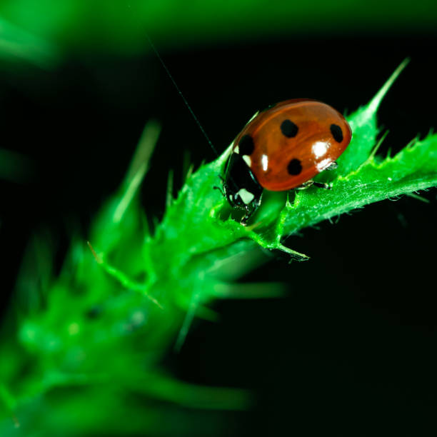 istock Ladybug eating a leaf, Coccinellidae, Arthropoda, Coleoptera, Cucujiformia, Polyphaga 1157095742