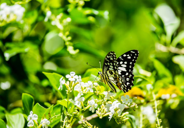 istock Butterfly  and  flower in the garden 1157095875