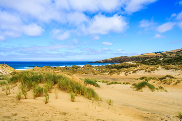 istock The sand dunes at Sandfly Bay 1157095899