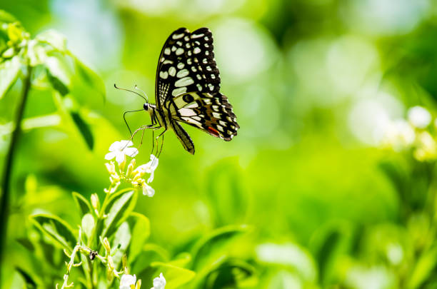 istock Butterfly  and  flower in the garden 1157095932