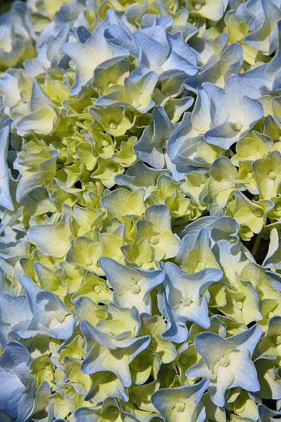 hydrangea stock photo