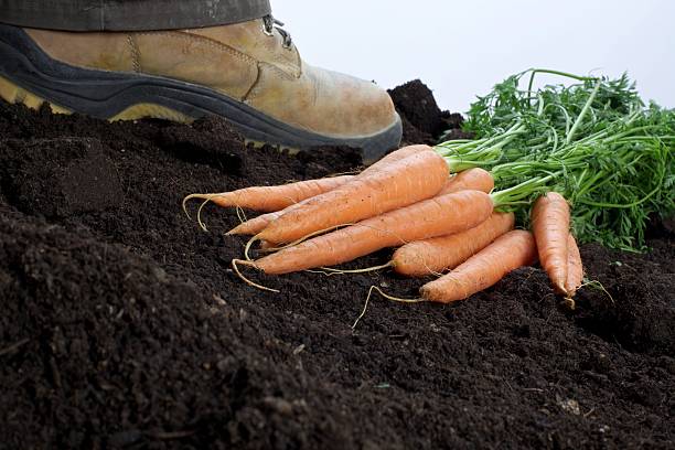 fresh carrots stock photo