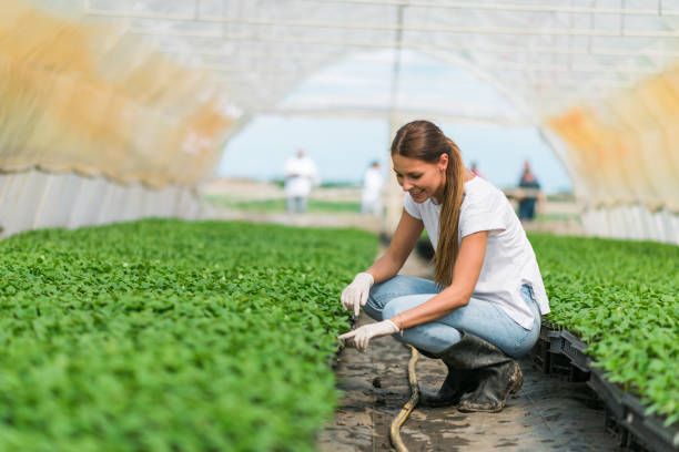 istock Young woman working at greenhouse. 1157097223