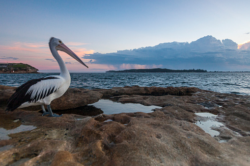 A Australian pelican resting by the tidal pool at Botany Bay, Sydney