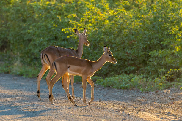 istock Impala ewe with male calf at surise 1157099335