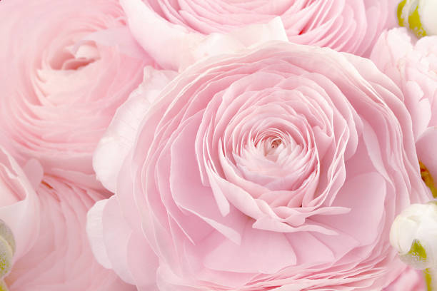 The background is filled with large flowers of pale pink ranunculus.