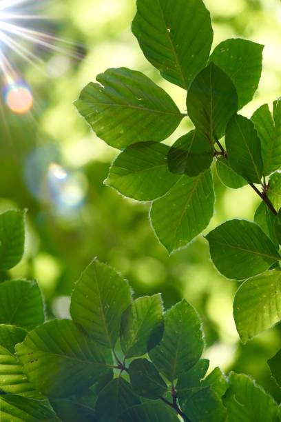 istock green tree leaves and branches in the nature 1157099527