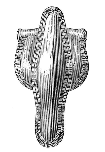fibula (brosche) skandinavischen typ - brooch old fashioned jewelry rococo style stock-grafiken, -clipart, -cartoons und -symbole
