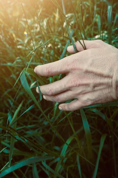 istock hand with a plant leaf in the nature 1157100747