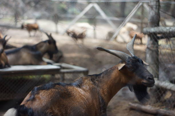 istock Goat at zoo No.04 1157100752