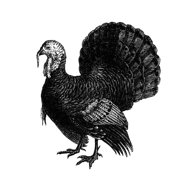 istock Turkey antique french bird natural history illustration 1157101198