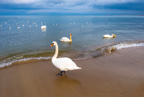 Swans on the beach at the Baltic Sea coast in Sopot , Poland