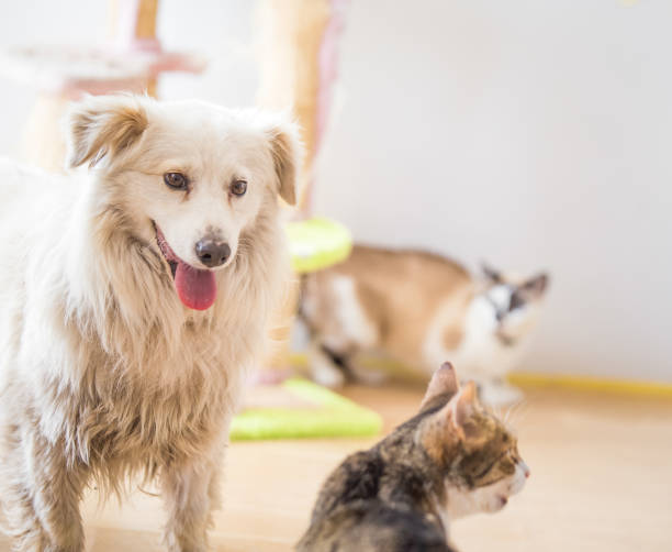 istock White adopted dog meeting cat 1157103635