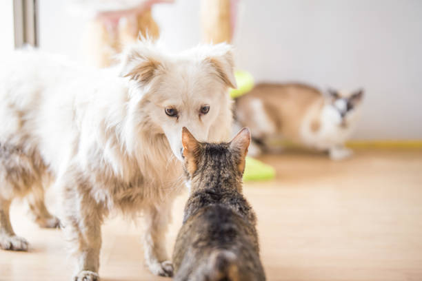 istock White adopted dog meeting cat 1157103637