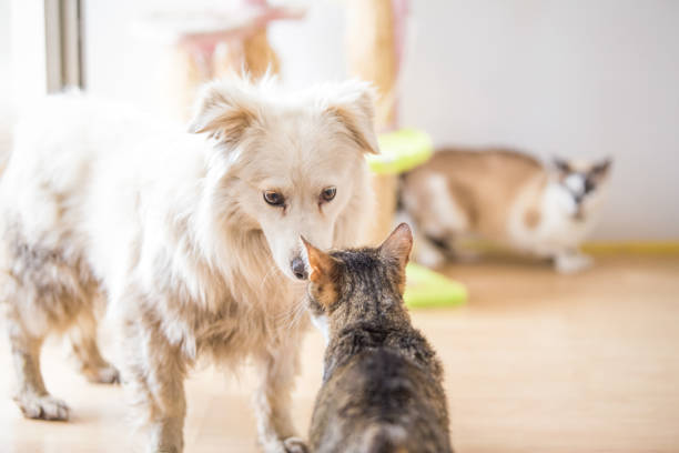 istock White adopted dog meeting cat 1157103639