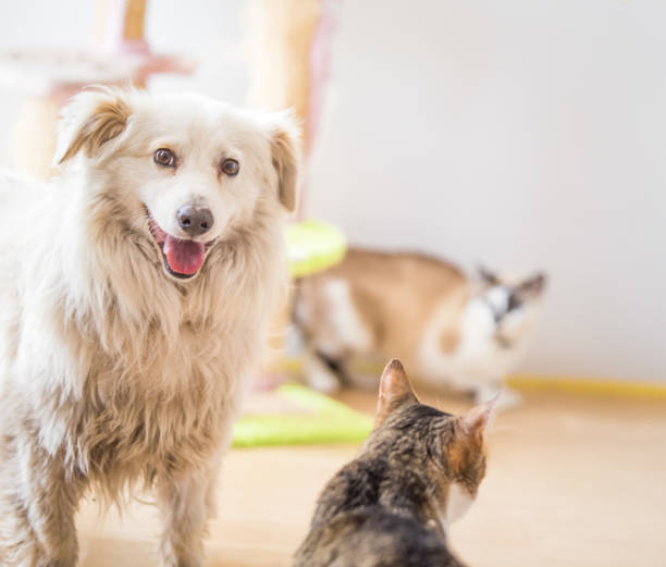 istock White adopted dog meeting cat 1157103699