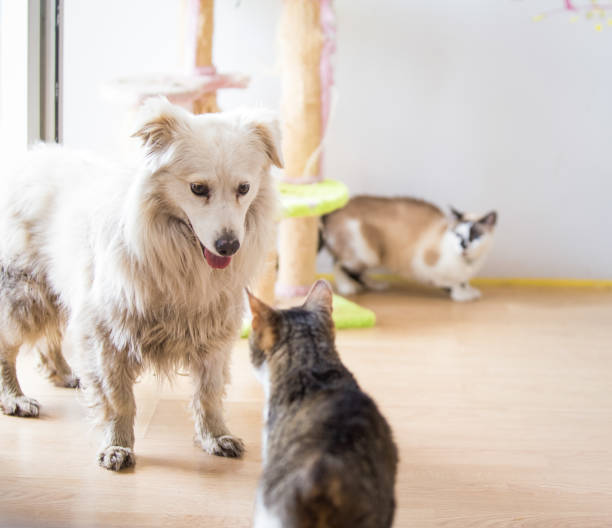 istock White adopted dog meeting cat 1157103806