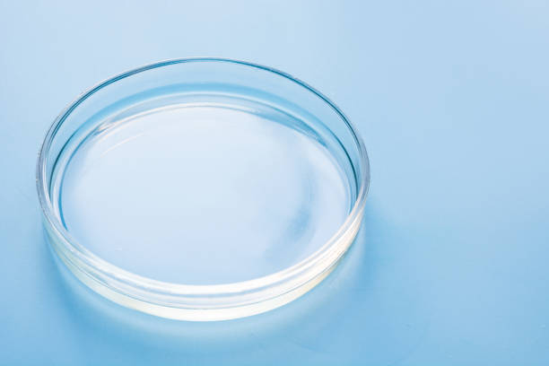 istock Petri dish in laboratory on blue. Chemical experiment. Close up. 1157103855