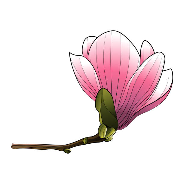 400+ Magnolia Tree Buds Clip Art Illustrations, Royalty-Free Vector ...