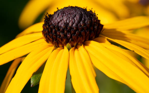 istock Orange Coneflower 'Goldsturm' (Rudbeckia fulgida) 1157104044