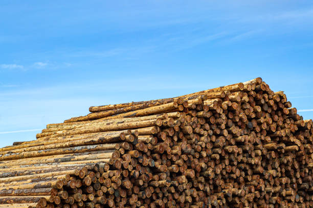 Forest industry timber wood harvesting Finland