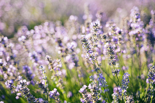 Beautiful night scape of a blooming lavender field with a lonesome tree in the end.