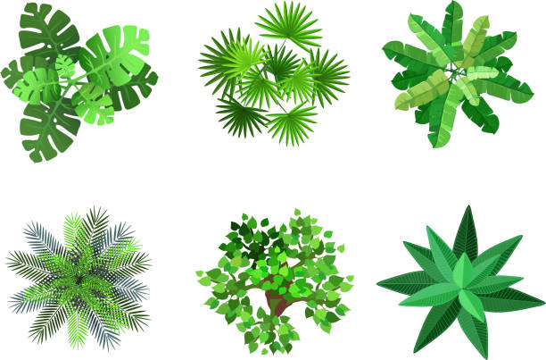 istock Trees top view for architectural or landscape design. Plants, trees and palms set. 1157108078