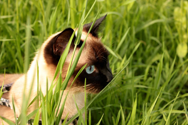 istock siamese cat is hunting in the grass 1157109812