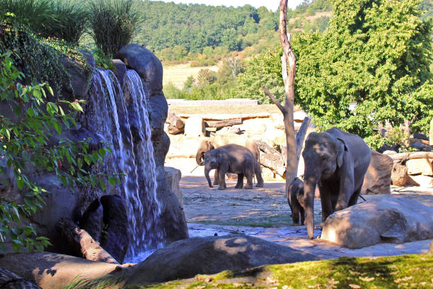 istock elephants near the waterfall 1157110725