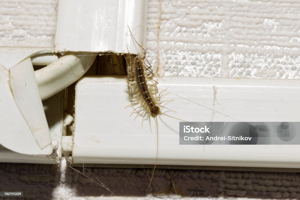 Animal centipede crawls out of hiding. Animal centipede crawls out of his hiding place in a residential apartment. Centipede Stock Photo