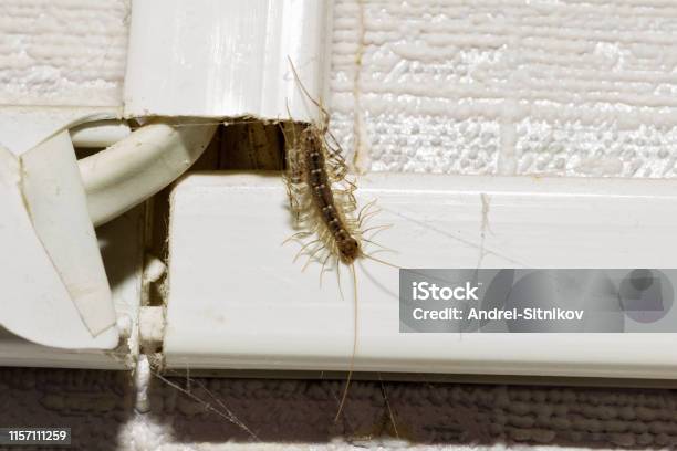 Animal Centipede Crawls Out Of Hiding Stock Photo - Download Image Now - Centipede, Millipede, Residential Building