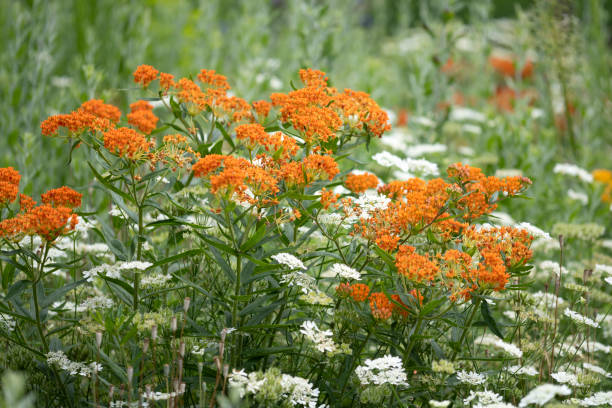 Butterfly Weed in garden