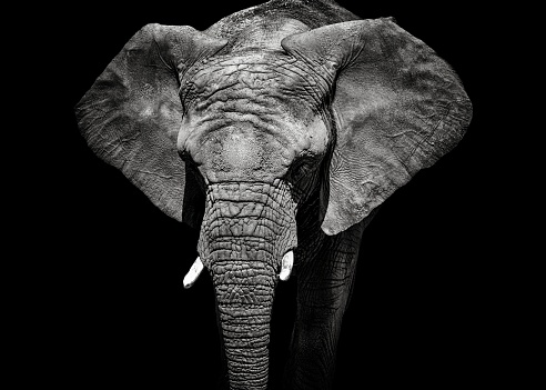 Monochrome portrait elephant. Detail face african elephant. Black and white animal. Photo from animal live.