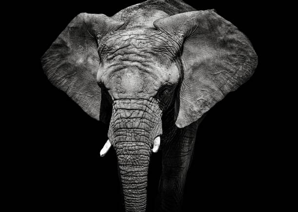 Monochrome portrait elephant Monochrome portrait elephant. Detail face african elephant. Black and white animal. Photo from animal live. animal trunk photos stock pictures, royalty-free photos & images