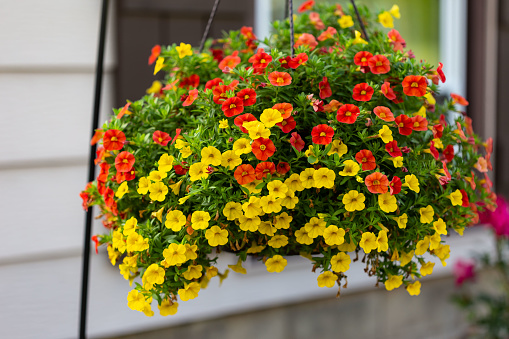 a wide view of a hanging basket of million bells flowers