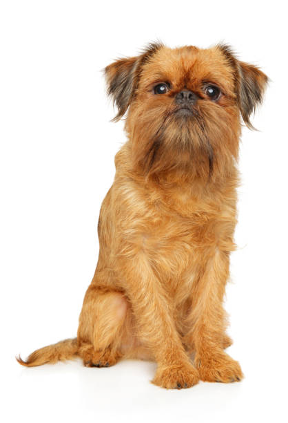 istock Portrait of a young Brussels Griffon 1157116788