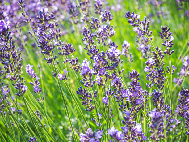 istock Lavender flowers bloom summer time 1157118772