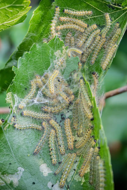 istock Diseased tree green leaves with caterpillar 1157118880