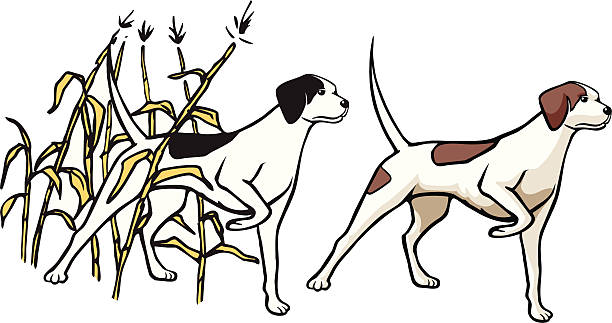 ภาพประกอบสต็อกที่เกี่ยวกับ “สุนัขล่าสัตว์ - pointer dog”